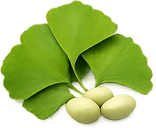 Ginkgo biloba dans Aurivit
