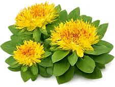Vitamine B2 (riboflavine) dans Aurivit